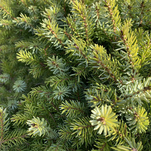 Visuel 1 du produit Épicéa de Serbie nain vert. Le pot de 10 litres, 60 cm