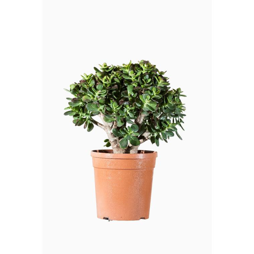 Visuel 1 du produit Crassula Compacta. Le pot de 2,5 litres