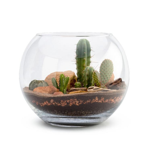 Visuel 1 du produit Terrarium tampico avec cactus taille L Ø 25 x H 25 cm