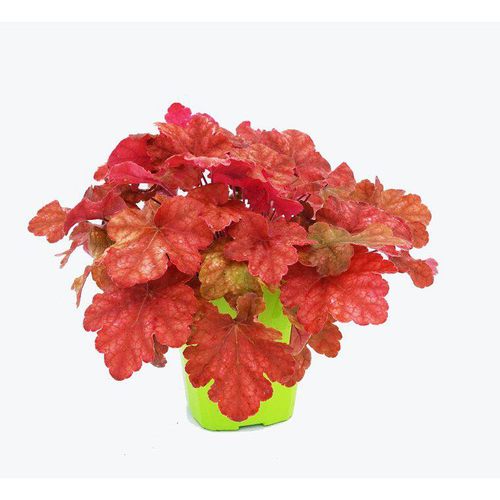 Visuel 1 du produit Heuchera X Arabica - Le pot de 2 litres