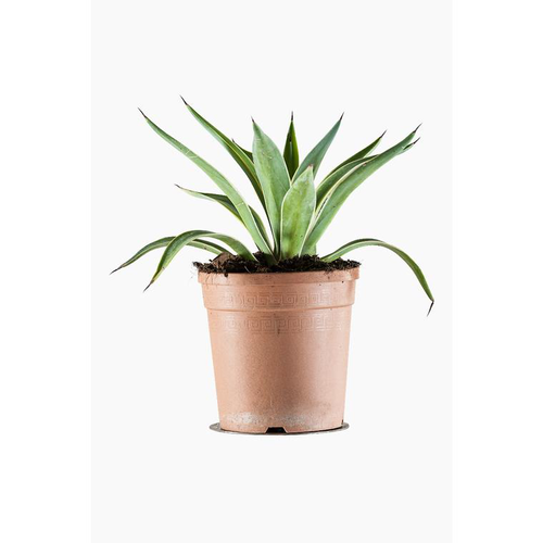 Visuel 1 du produit Agave Desmettiana Variegata en pot de 3 L jaune