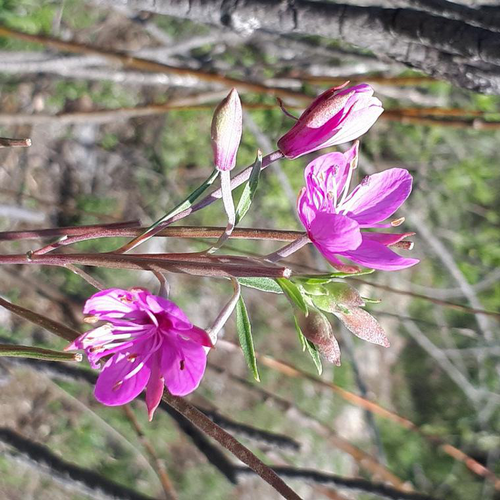 Visuel 1 du produit Epilobium Canum - Le pot de 3 litres