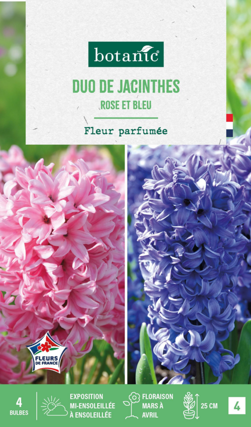 Visuel 1 du produit Jacinthe en duo botanic®  - 4 bulbes