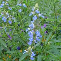 Visuel 1 du produit Salvia Uliginosa - Le pot de 7,5 litres