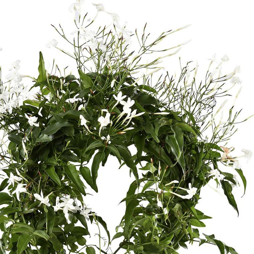 Visuel 1 du produit Jasminum Polyanthum - Le pot de 20 cm