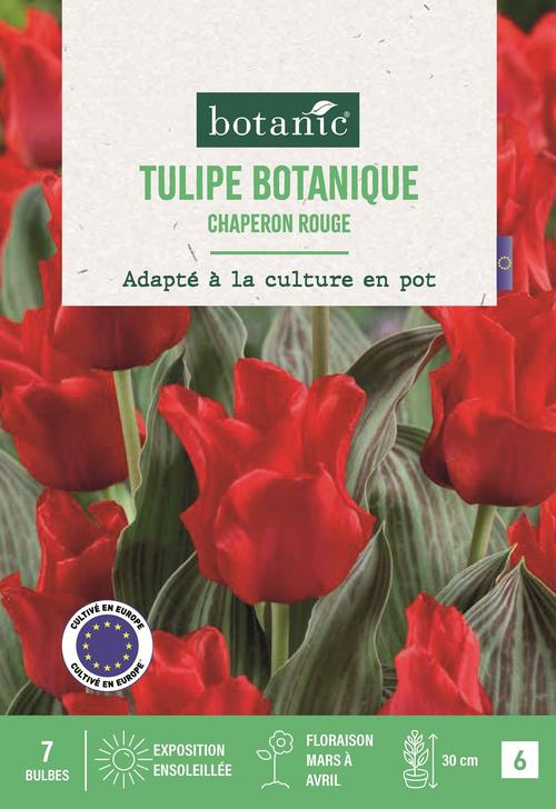 Visuel 1 du produit Bulbes de fleurs Tulipe greigii Chaperon rouge botanic® - 7 bulbes