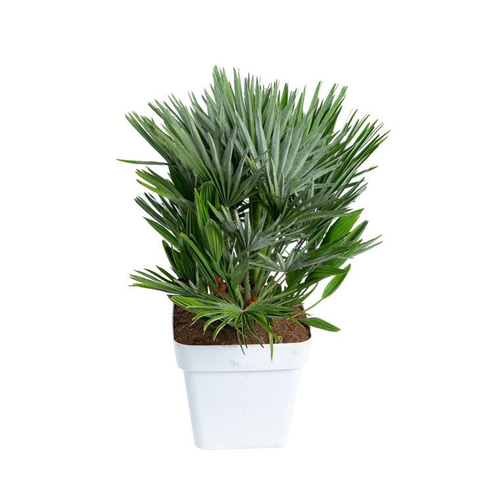 Visuel 1 du produit Chamaerops Humilis Vulcano ou Palmier nain en pot de 7 L