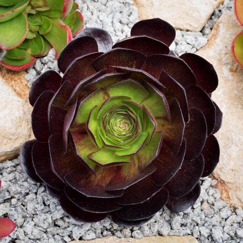 Visuel 5 du produit Semponium collection Surreal®. Le pot de 3,5 litres