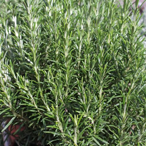 Visuel 1 du produit Romarin officinal. Le pot de 1 litre