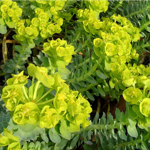 Visuel 1 du produit Euphorbia Vivace - Le pot de 3 litres