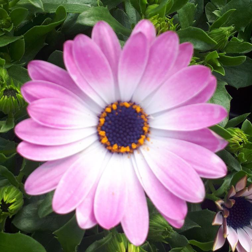 Visuel 1 du produit Osteospermum - Le pot de Ø 13 cm