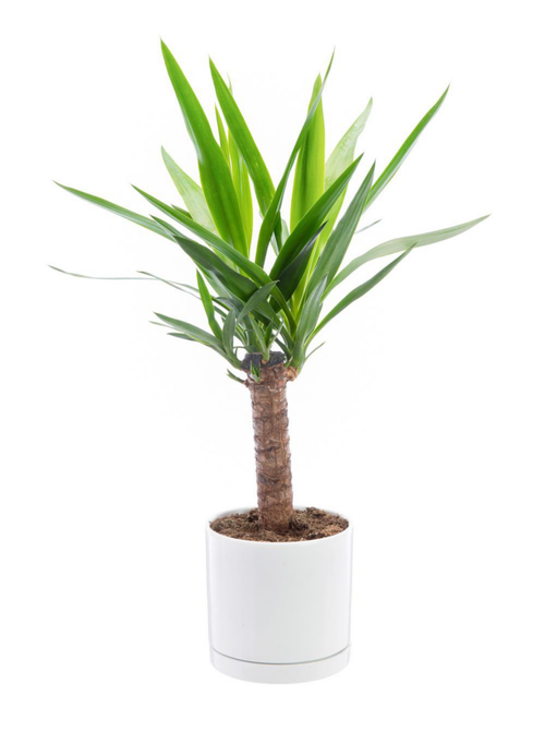 Visuel 1 du produit Yucca vert en pot blanc émaillé botanic®. Le pot Ø 18 cm