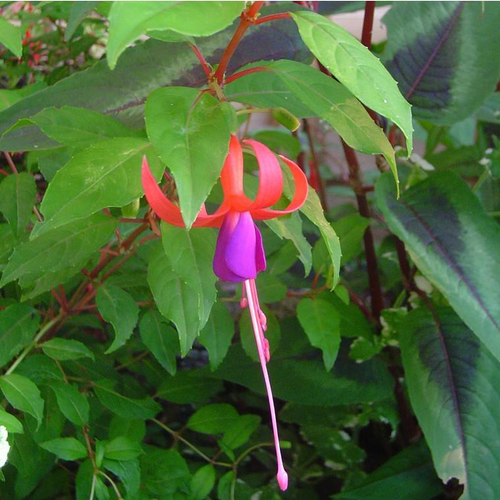 Visuel 1 du produit Fuchsia Riccartonii - Le pot de 3 litres