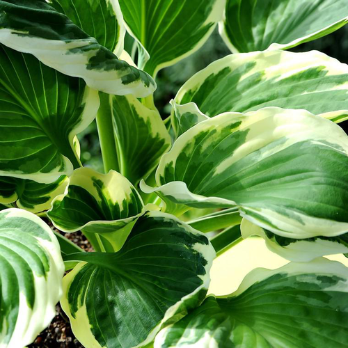 Visuel 1 du produit Hosta patriot verte en pot de 2 L