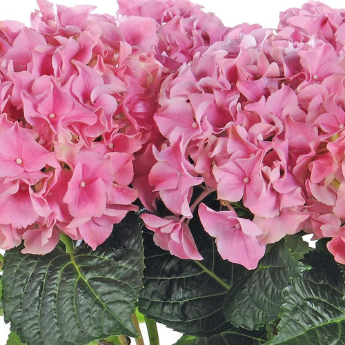 Visuel 1 du produit Hortensia - Le cache pot