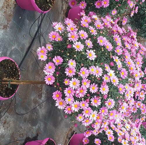 Visuel 1 du produit Anthemis Tige Rose. Le pot de 3 litres