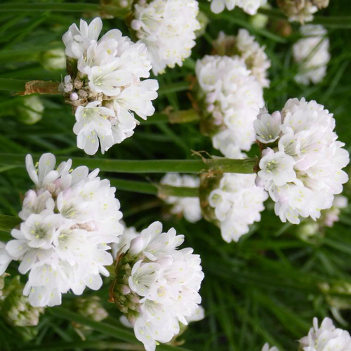 Visuel 1 du produit Armeria Maritima blanc - Le pot de 4 litres
