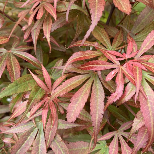 Visuel 1 du produit Érable du Japon Skeeters Broom rouge. Le pot de 5 litres, forme bonsaï