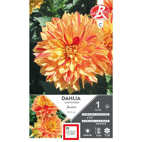 Visuel 1 du produit Dahlia décoratif nain Janeiro jaune strié rouge Ernest Turc - 1 bulbe