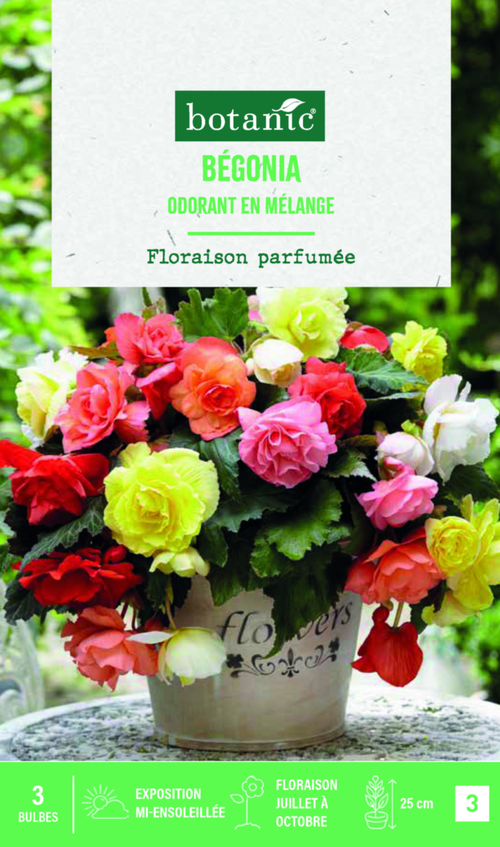 Visuel 1 du produit Bulbes de fleurs Bégonia Odorata mix botanic® - 3 bulbes