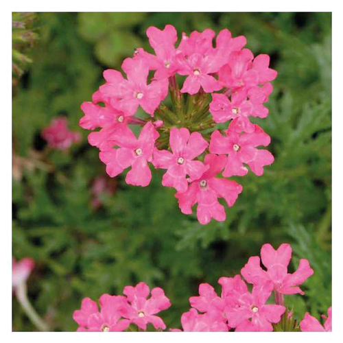 Visuel 1 du produit Verveine du Pérou rose - Le pot de 9 x 9 cm