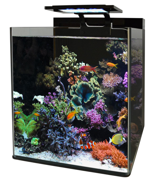 Visuel 1 du produit Aquarium reef 90 Blue Marine
