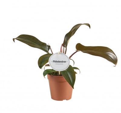 Visuel 1 du produit Philodendron Florida bronze. Le pot de Ø 12 x H 25 cm