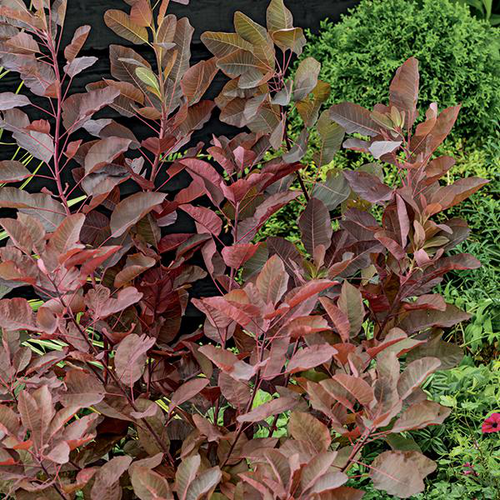 Visuel 1 du produit Arbre à perruques ‘Grace’ rouge. Le pot de 7L