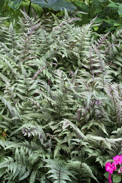 Visuel 1 du produit Fougère Athyrium niponicum pictum - Le pot de 2 litres