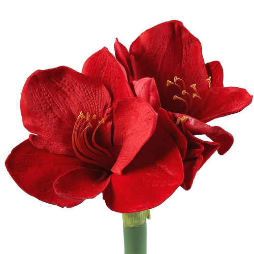 Visuel 1 du produit Amaryllis Rouge. Le pot diam 12 cm