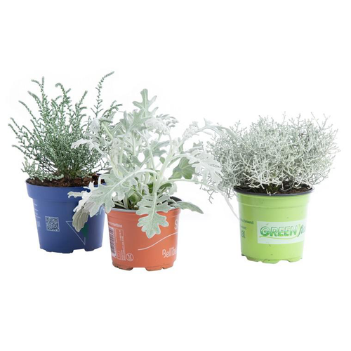 Visuel 1 du produit Stone Land Mix - Le pot de 1 litre