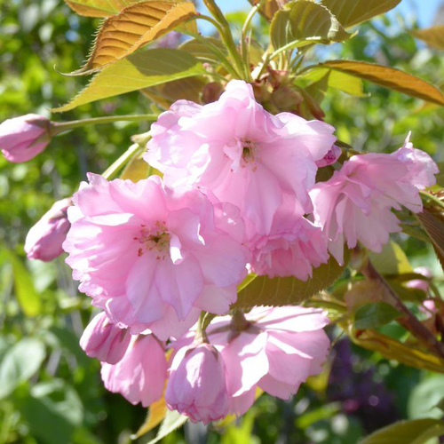 Visuel 1 du produit Prunus Accolade rose. Le pot de 7,5 litres, 120/150 cm