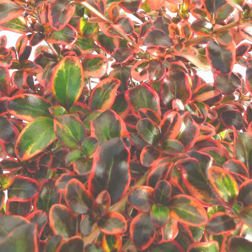 Visuel 1 du produit Coprosma ou Coprosme au feuillage multicolore - Le pot carré bleu de 2,5 litres