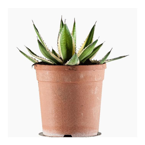 Visuel 1 du produit Agave Lophantha Quadricolor touffe. Le pot de 3 litres