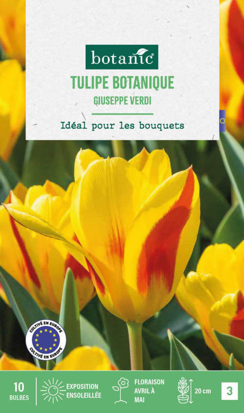 Visuel 1 du produit Tulipe Giuseppe verdi botanic® - 10 bulbes