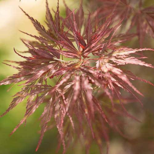Visuel 1 du produit Érable du Japon Dissectum Tamukeyama rouge. Le pot de 5 litres, forme bonsaï