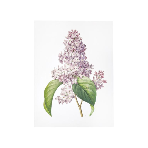Visuel 1 du produit Affiche lilas - 30 x 40 cm