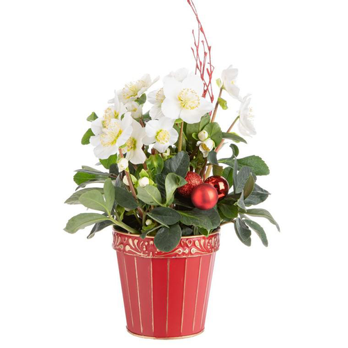 Visuel 1 du produit Composition de Noël hellebore multicolore pot en zin rouge et or