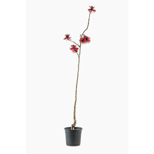 Visuel 1 du produit Erythrina Crista Galli (Érythrine Crête de Coq) en pot de 15 L vert