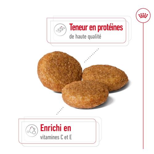 Visuel 3 du produit Croquette pour chien adulte de taille moyenne Royal Canin - 15 kg