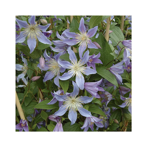 Visuel 1 du produit CLEMATITE BLUE RIVER. Le pot de 3 litres