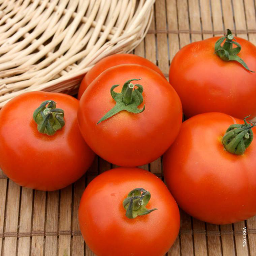 Visuel 1 du produit Tomate Royale Des Guineaux Bio. Le pot de 10,5 cm