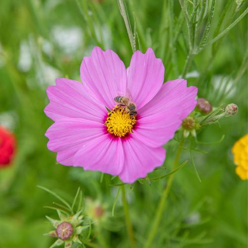 Visuel 3 du produit Graines Des fleurs pour les abeilles - sachet de 6 m²