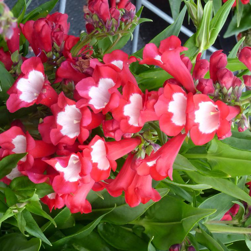 Visuel 1 du produit Penstemon coloris variés. Le pot de 5 litres