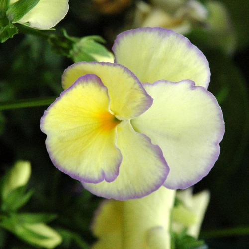 Visuel 1 du produit Pensée - La jardinière de 25 cm