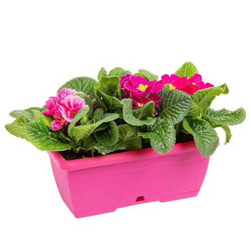 Visuel 1 du produit Primula mini jardinière - 25cm
