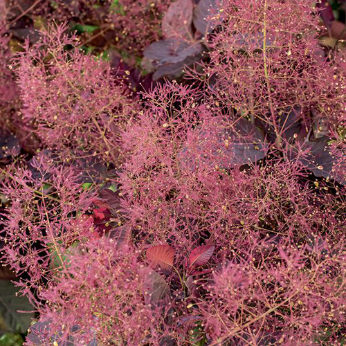 Visuel 2 du produit Arbre à perruques ‘Grace’ rouge. Le pot de 7L