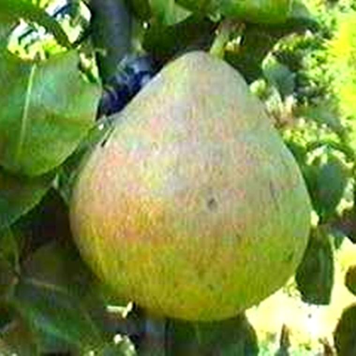 Visuel 1 du produit Poirier Blesson. Le pot de 12 litres, forme gobelet