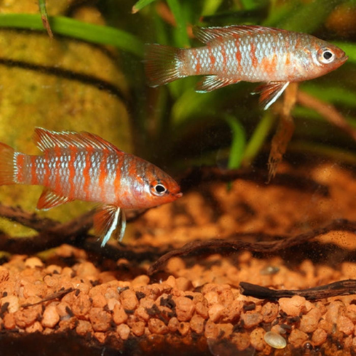 Visuel 3 du produit Nourriture pour poisson spéciale cichlides, granulés, JBL ProNovo - 130g/250ml