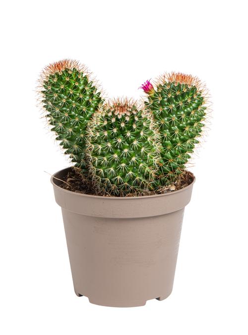 Visuel 1 du produit Cactus mix botanic®. Le pot de Ø 9 cm